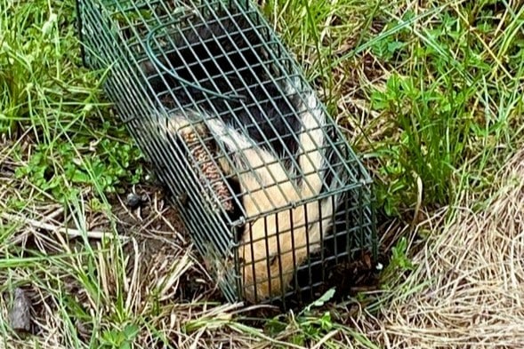 animal control for skunks in Slidell, LA