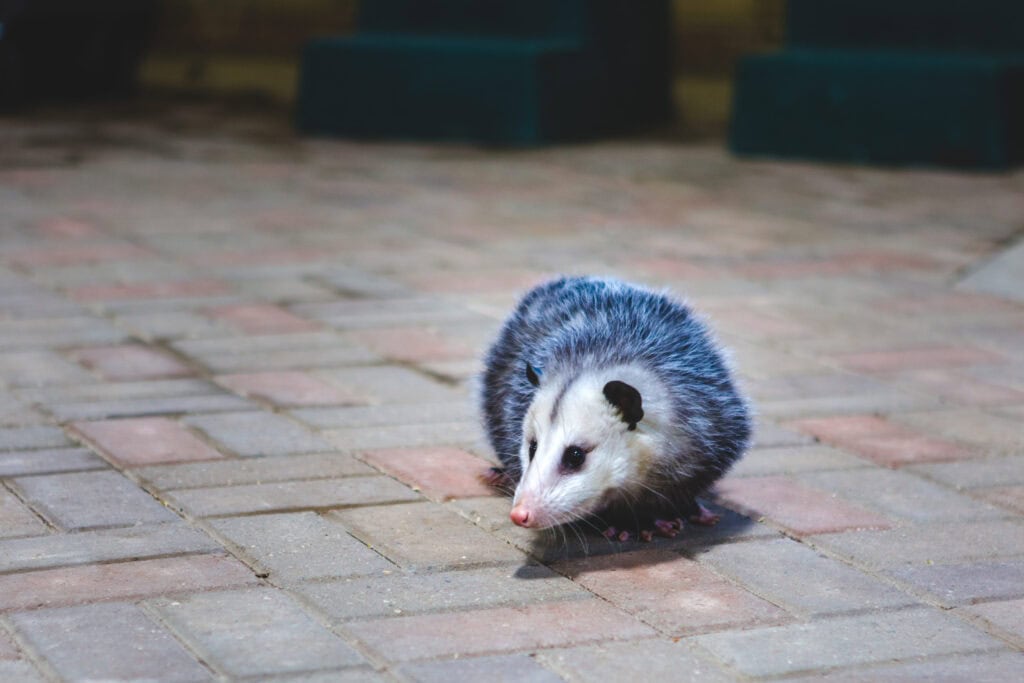 Animal Control for nuisance wildlife 