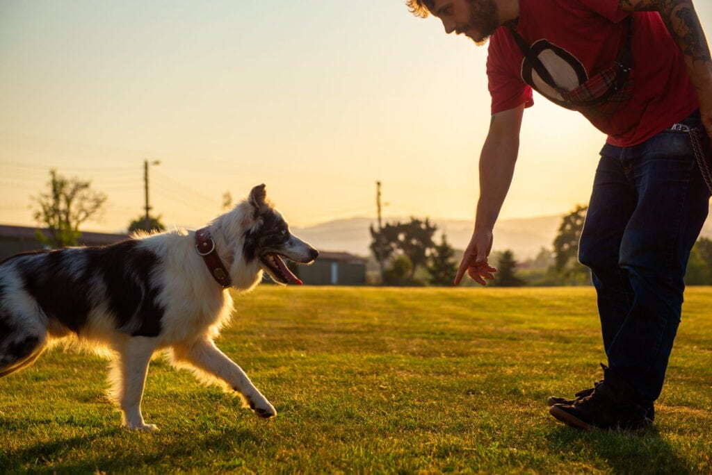 Dog training 