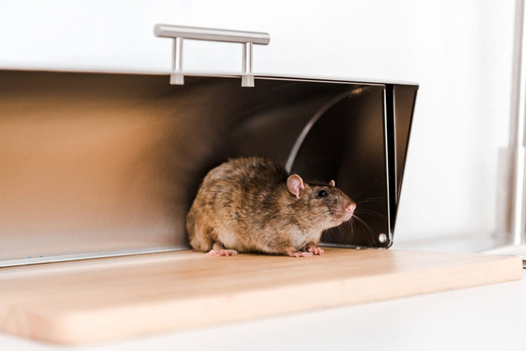 Ways To Keep Rodents Out Of Your Home
