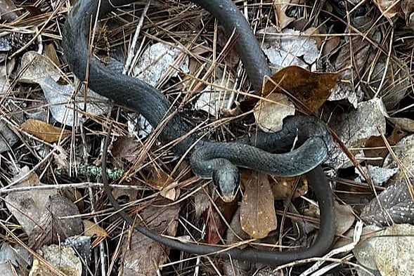 animal control services for snakes