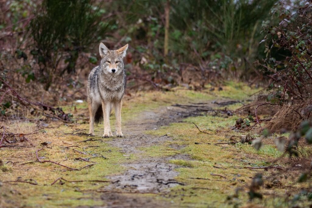 coyote roaming