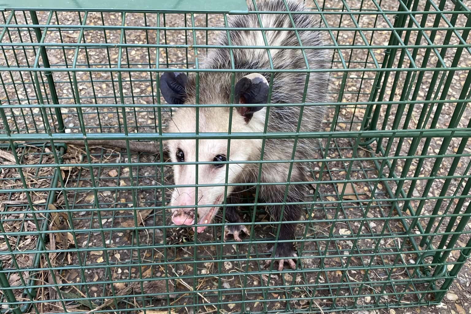 slidell animal control for opossums